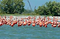 Flamingoes on Isla Holbox