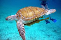 sea turtle snorkeling playa del carmen