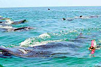 Whale Sharks Playa del Carmen