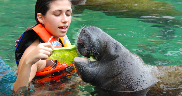 swim with manatees playa del carmen